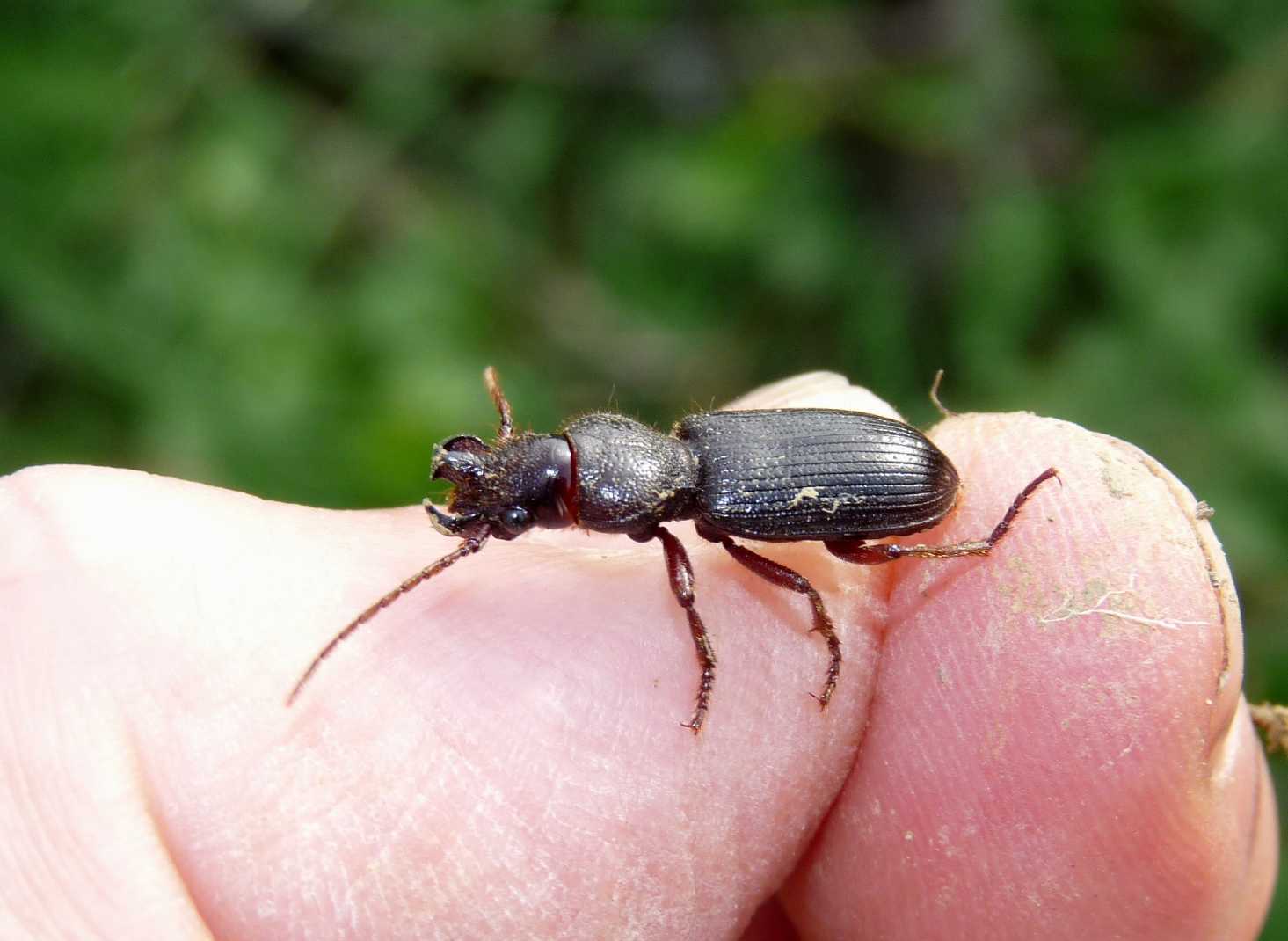 Carterus da determinare: calydonius!